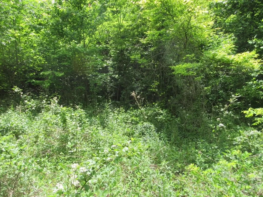 0 Rocky Top Trail Hot Springs NC 28743
