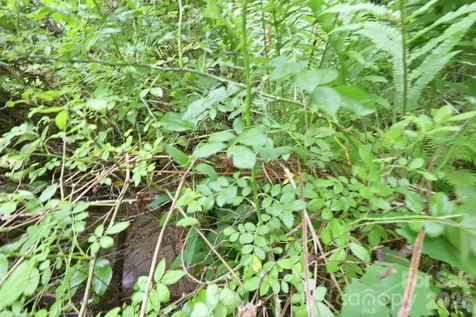 Tbd Tract C Pole Miller Extension Brevard NC 28712