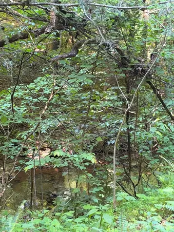 Lot 8 Parker Padgett Road Old Fort NC 28762