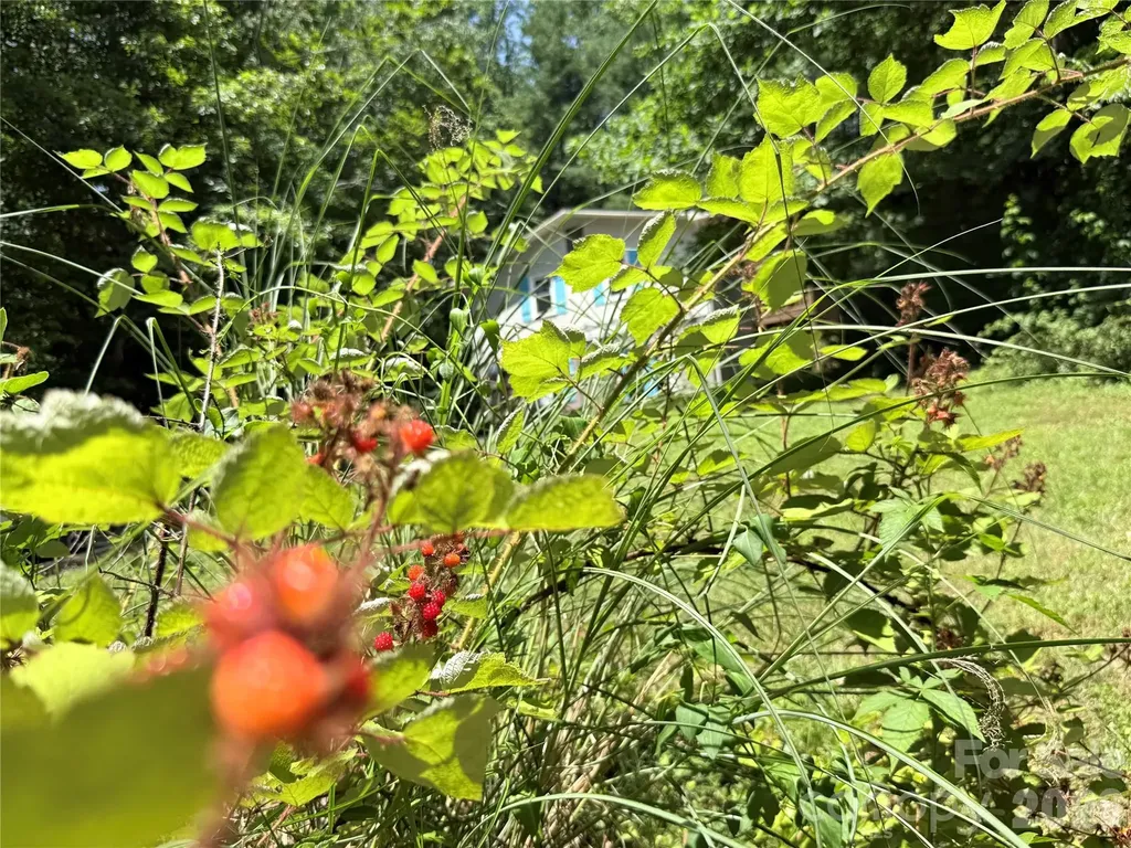 95 Walker Cove Road Black Mountain NC 28711