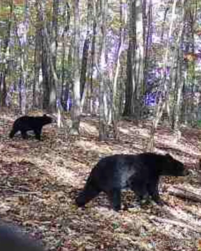 Tbd Boone Gap Lane Taylorsville NC 28681