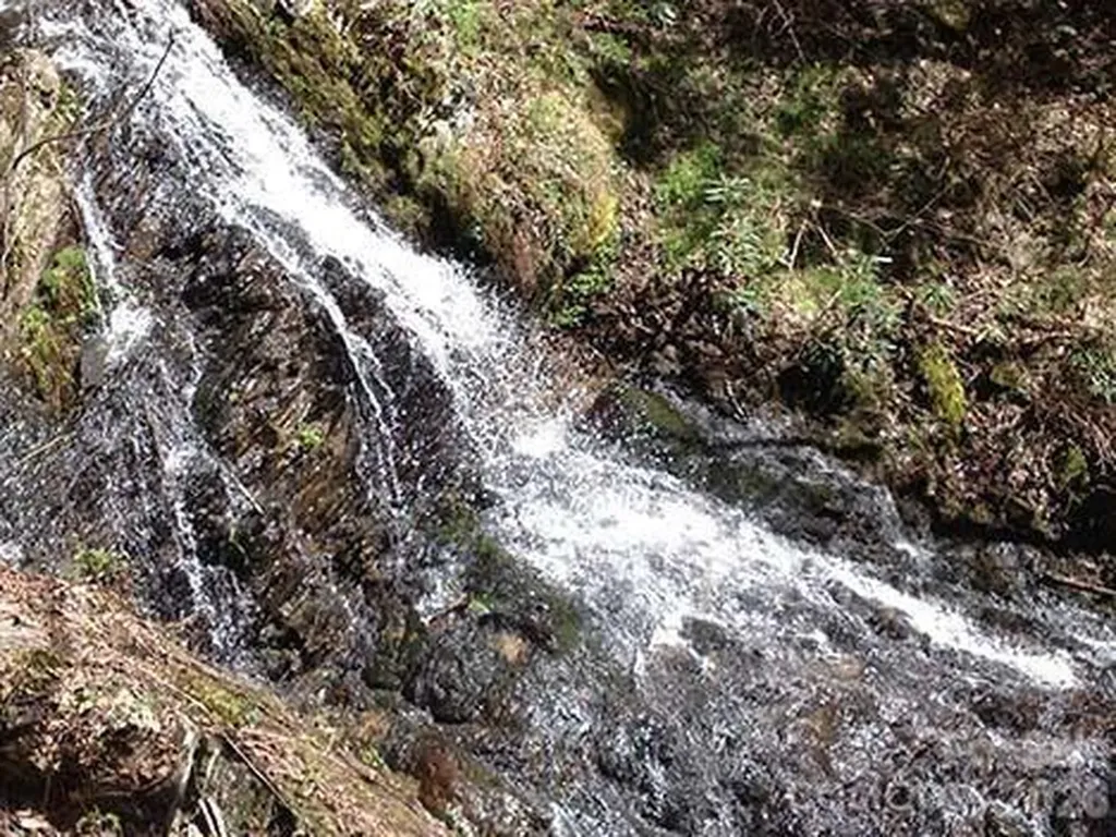 192 Pine Cone Trail Marshall NC 28753