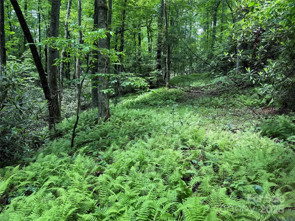 Pisgah Forest NC, TBD Caroline Lane