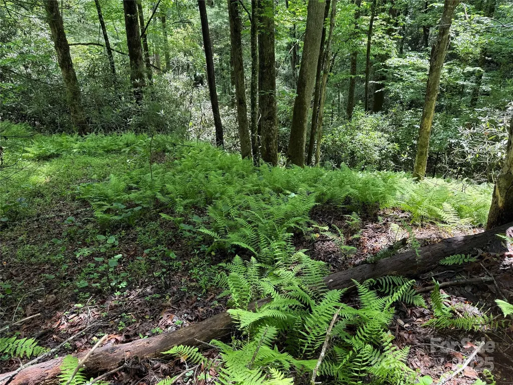 Tbd Caroline Lane Pisgah Forest NC 28768