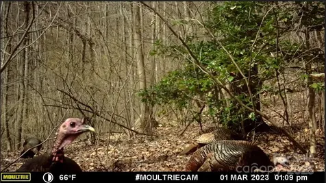 00 Hendren Road Moravian Falls NC 28654