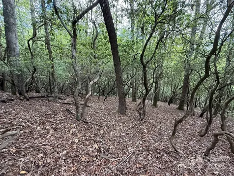 Tbd Tellico Trail Brevard NC 28712