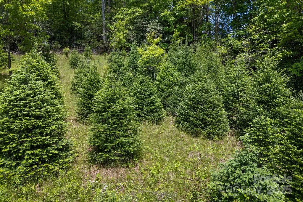 1557 Shoal Creek Road Balsam Grove NC 28708