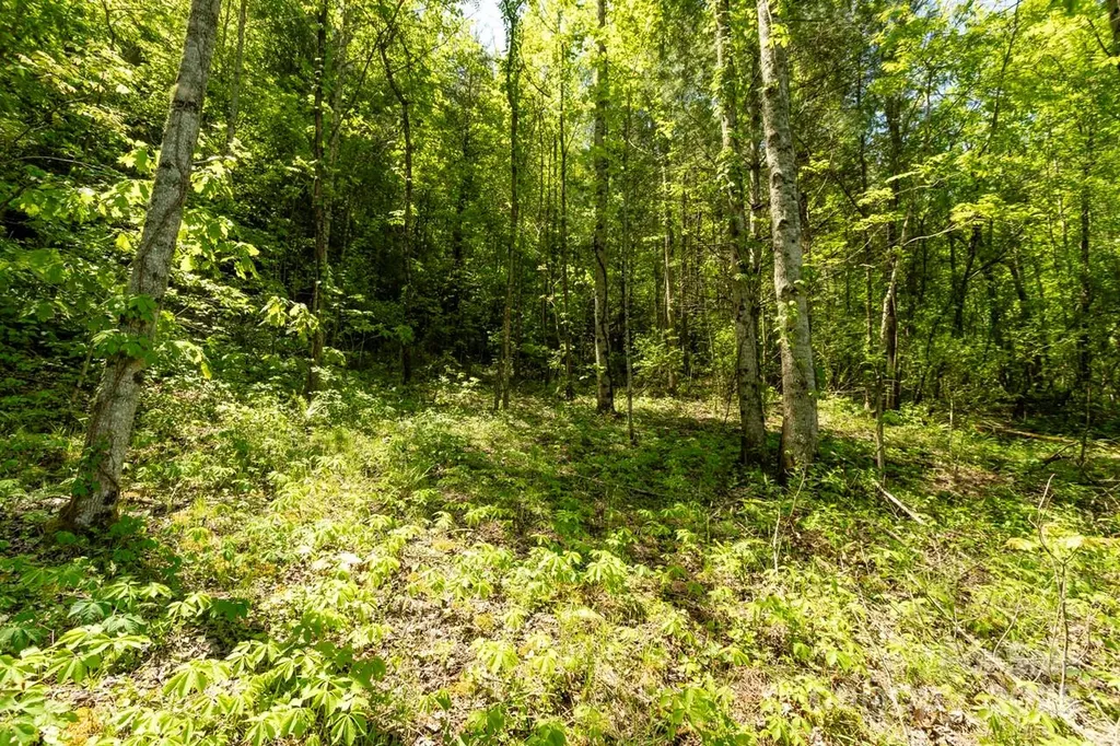 Off Of Locust Creek Road Sylva NC 28779
