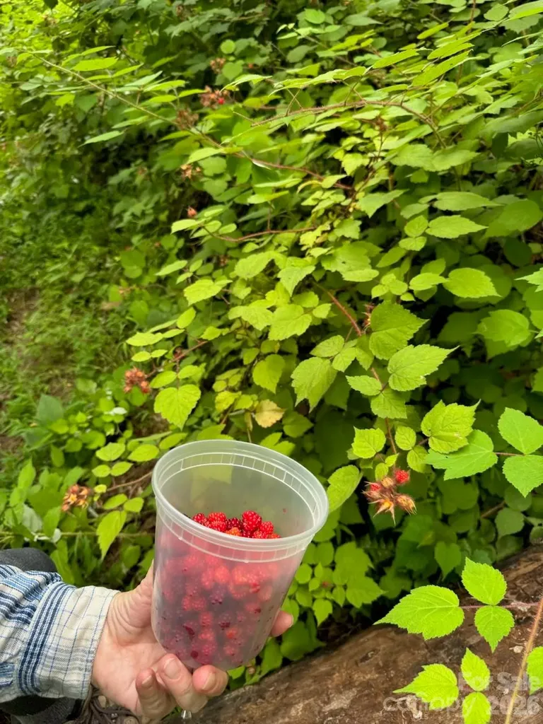 Lot 2 Wake Robin Way Asheville NC 28805