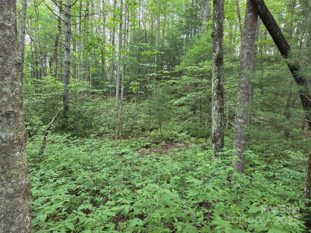 Tbd Cedar Lane Brevard NC 28712