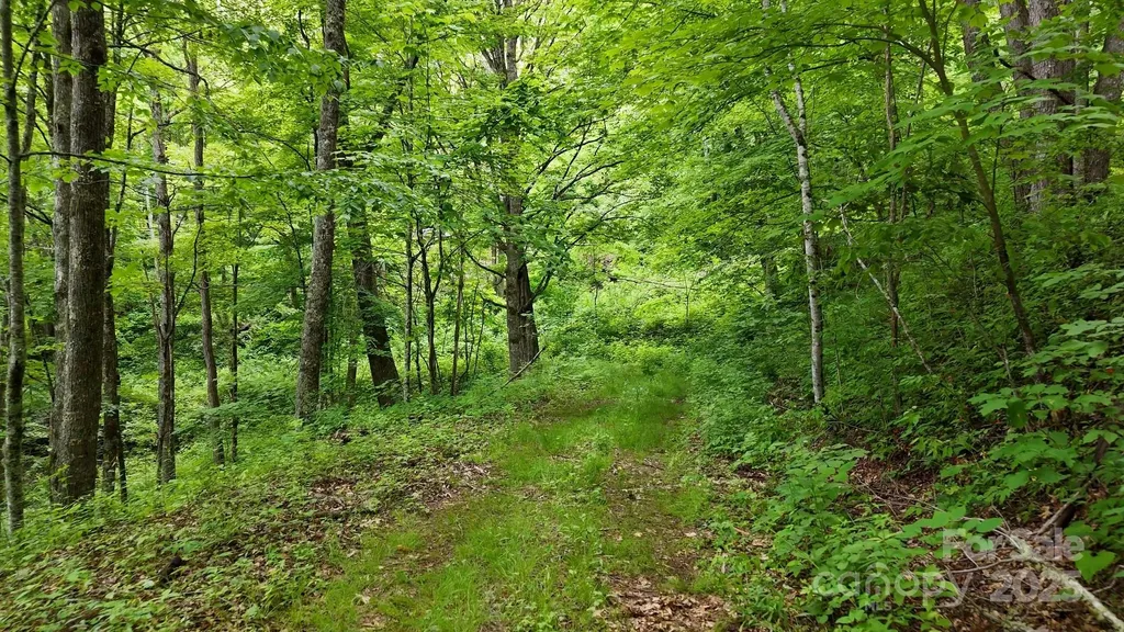 00 Logging Trail Maggie Valley NC 28751