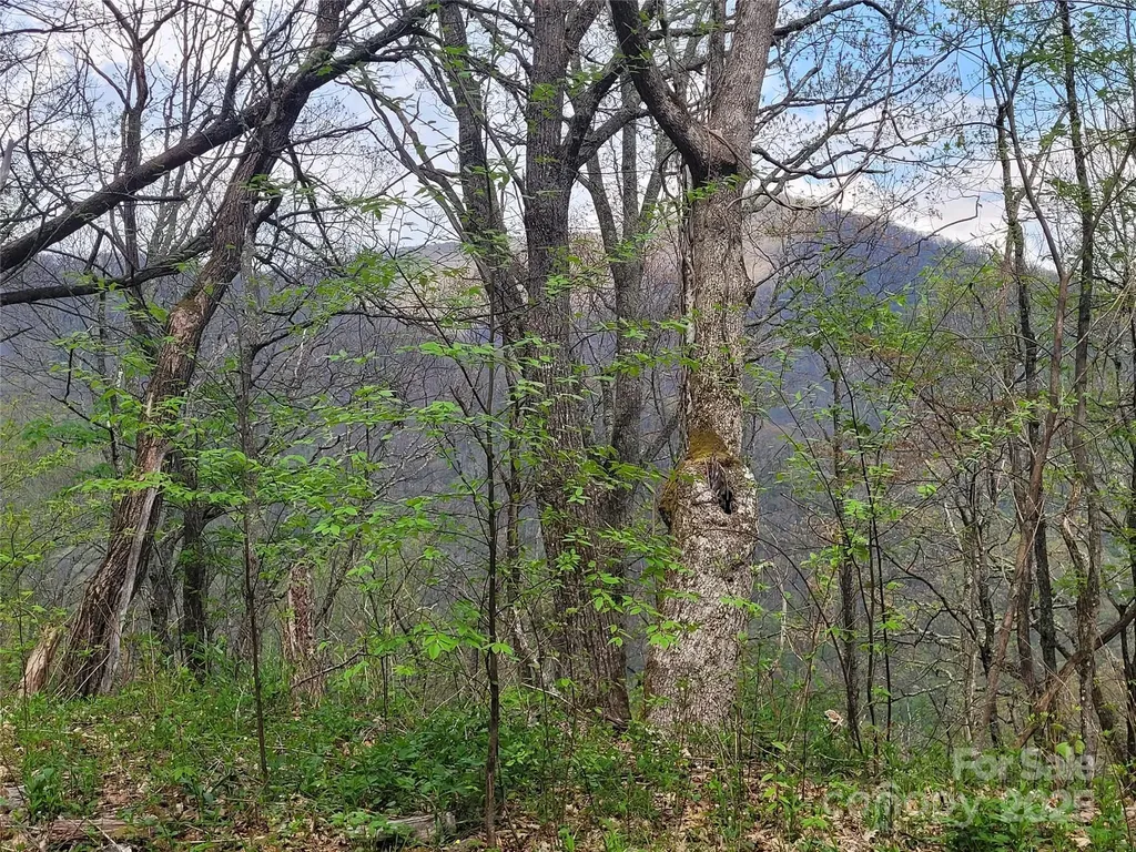 00 Logging Trail Maggie Valley NC 28751