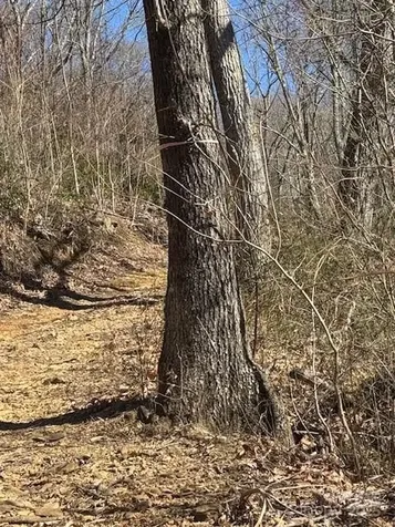 Tbd Sorrells Creek Road Canton NC 28716