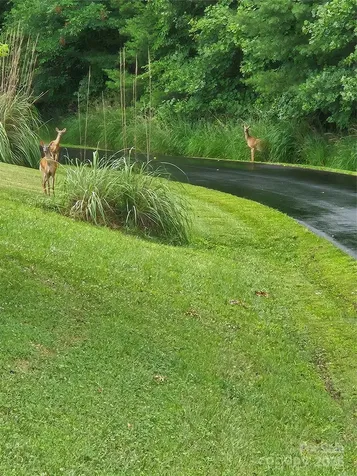 9999 Settlers Trail Mars Hill NC 28754