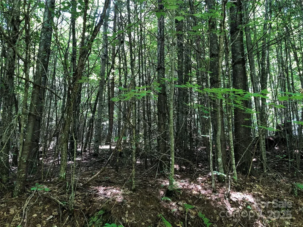 Tbd Maines Hill Lane Scottville NC 28663