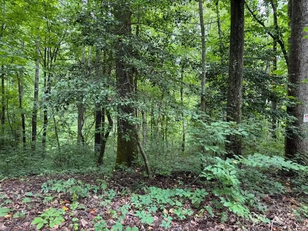 000 Orchard Mountain Road Saluda NC 28773
