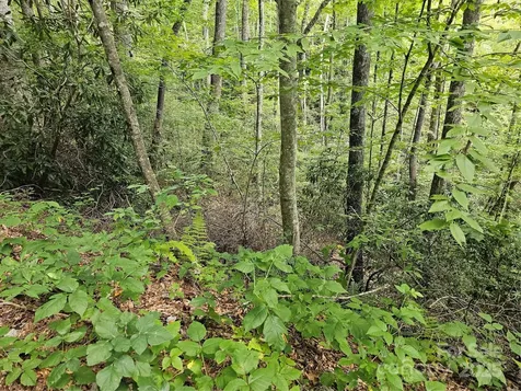 99999 Majestic Trace Hendersonville NC 28739