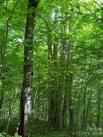10 Mountain Gait Drive Mars Hill NC 28754