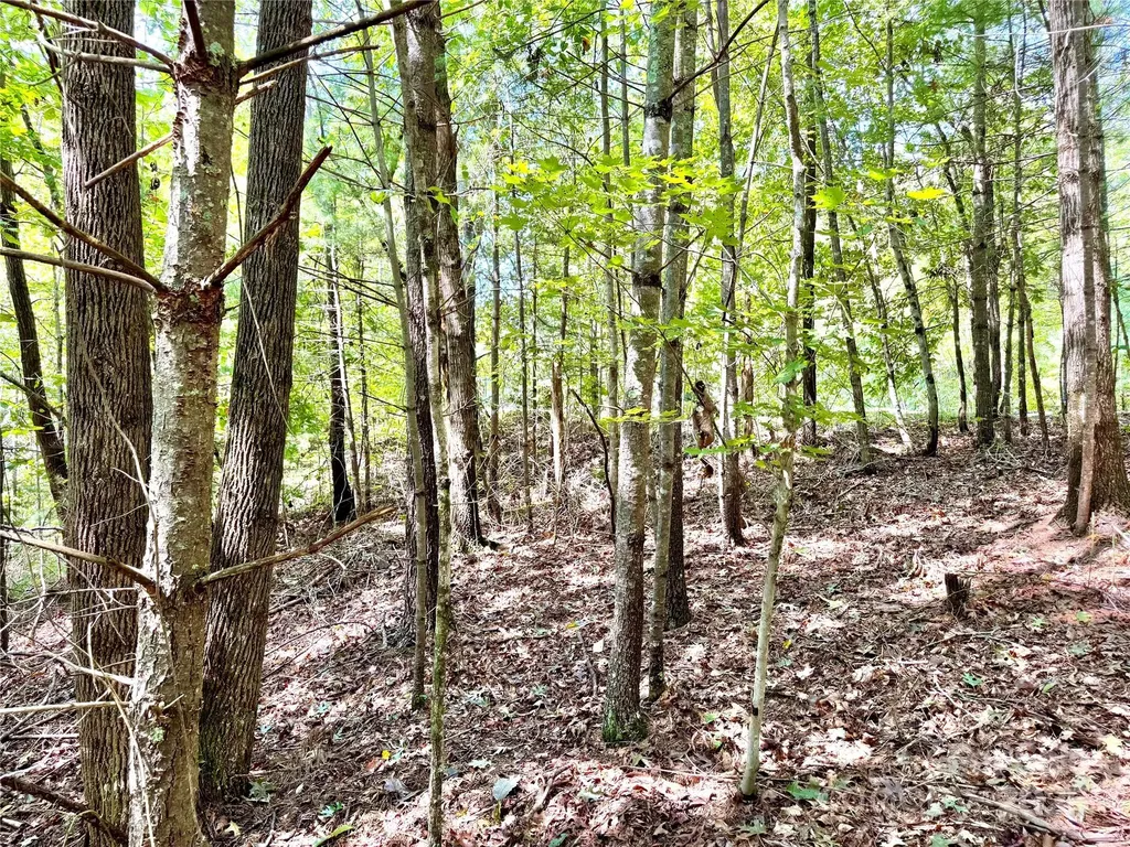 3.31 Acres, Lot 37 Poplar Bluff Drive SE Lenoir NC 28645