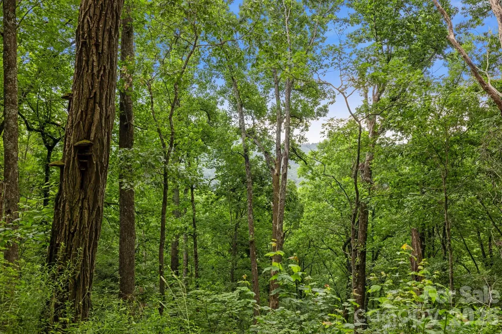 99999 Little Pisgah Road Gerton NC 28735