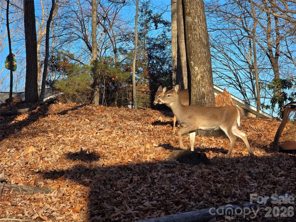 10 Chestnut Ridge Road Mills River NC 28759