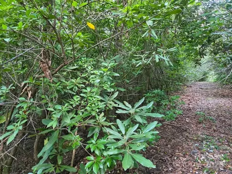 Lot 2 Pine Ridge Road Burnsville NC 28714