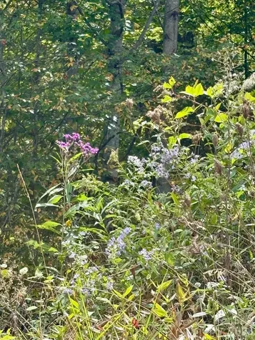 Tract 2 Turkey Trot Road Clyde NC 28721