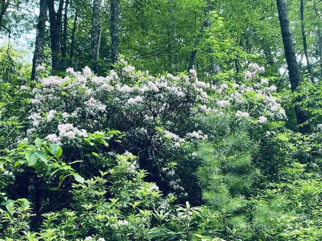 34 Grouse Haven Lane Sylva NC 28779