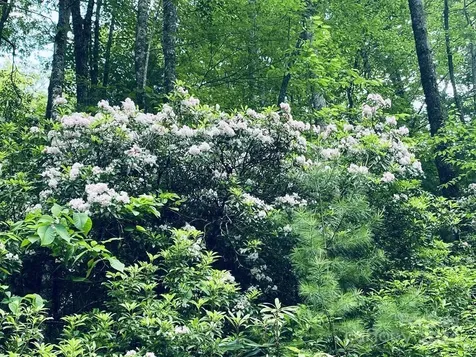 34 Grouse Haven Lane Sylva NC 28779