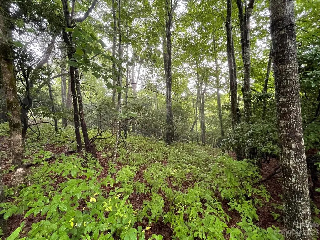 Tbd Tellico Trail Brevard NC 28712