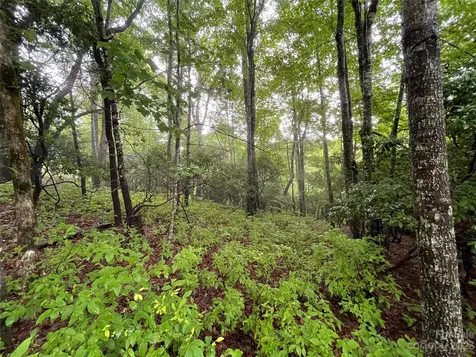 Tbd Tellico Trail Brevard NC 28712