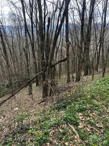 Lot 18 Quail Ridge Drive Maggie Valley NC 28751