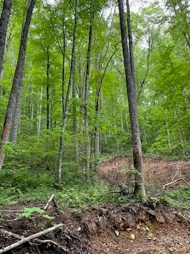 533 Enchanted Forest Drive Sylva NC 28779
