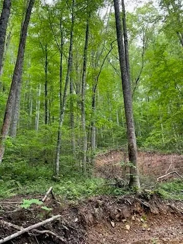 533 Enchanted Forest Drive Sylva NC 28779