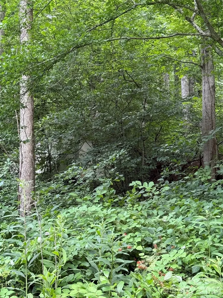 99999 Paint Fork Road Barnardsville NC 28709