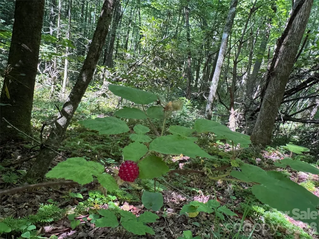 454 Forest Brook Road Black Mountain NC 28711