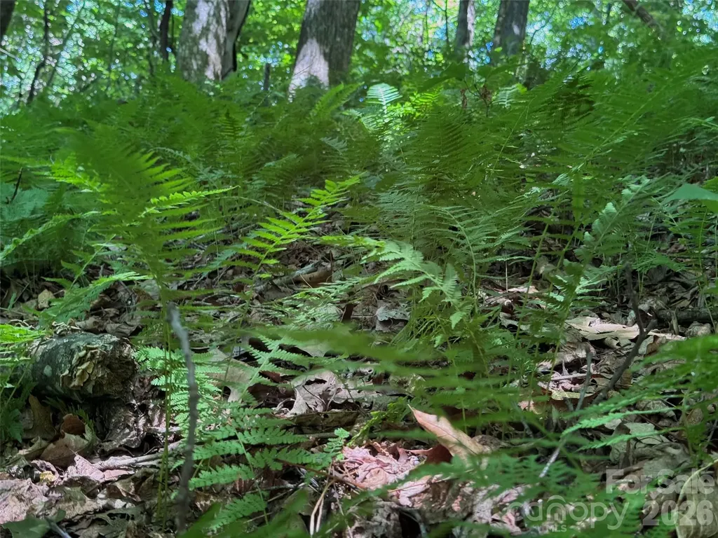 454 Forest Brook Road Black Mountain NC 28711