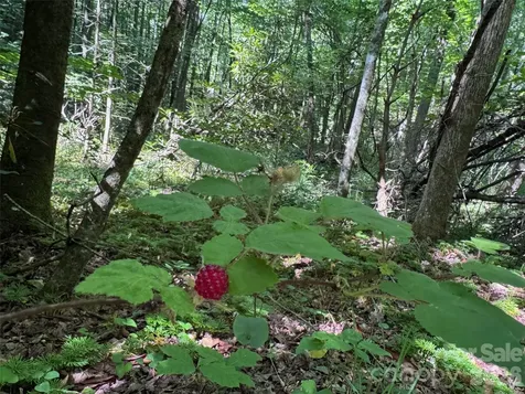 454 Forest Brook Road Black Mountain NC 28711