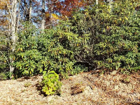 Tbd Top Oaks Lane Pisgah Forest NC 28768