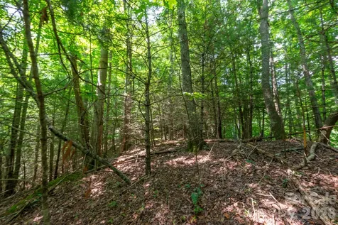 ### Board Tree Road Marshall NC 28753