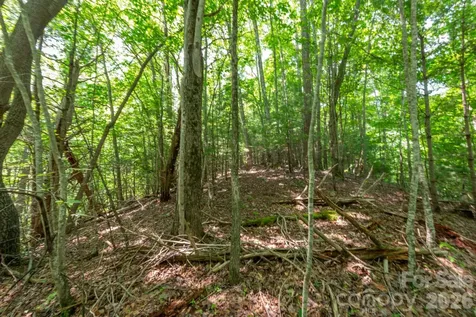 ### Board Tree Road Marshall NC 28753