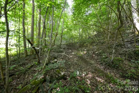 ### Board Tree Road Marshall NC 28753