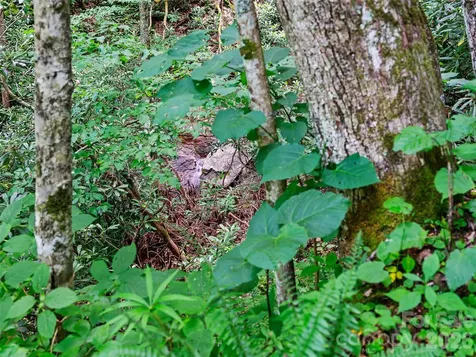 000 Ogles Gap Road Burnsville NC 28714