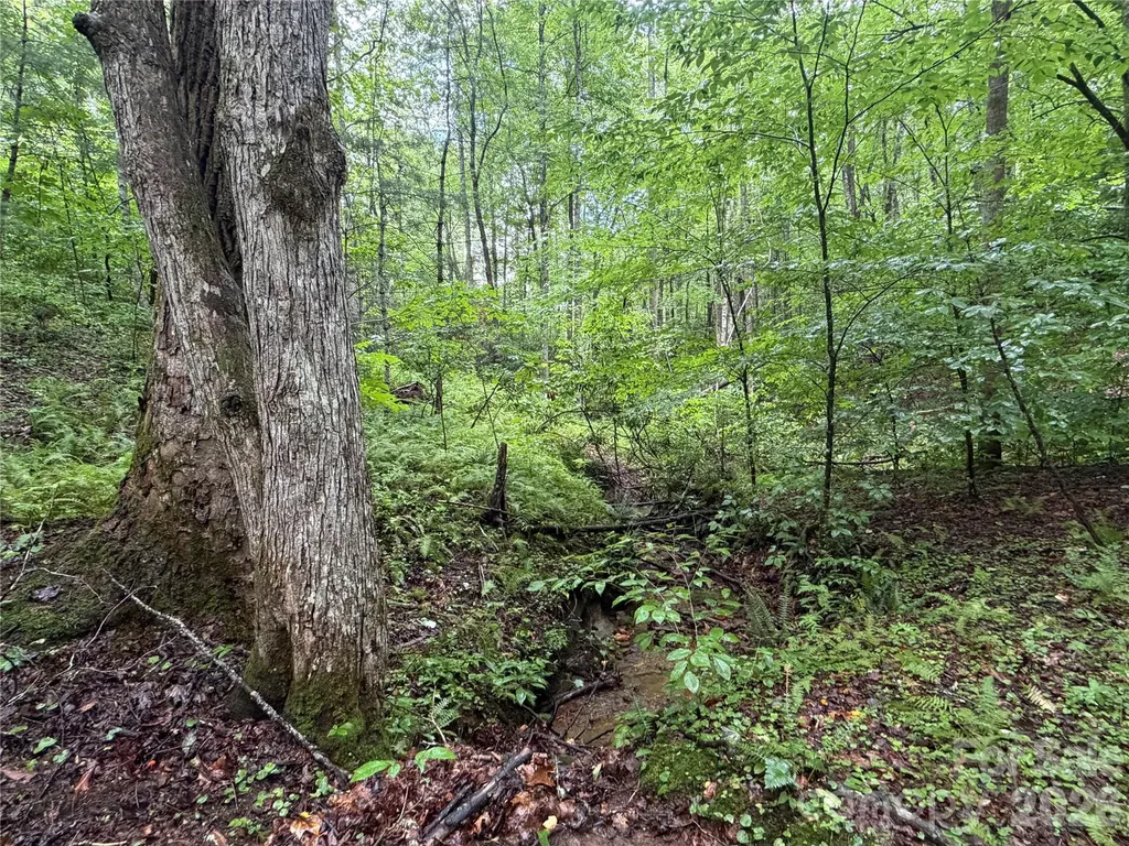 Off Donald Mccall Road Balsam Grove NC 28708