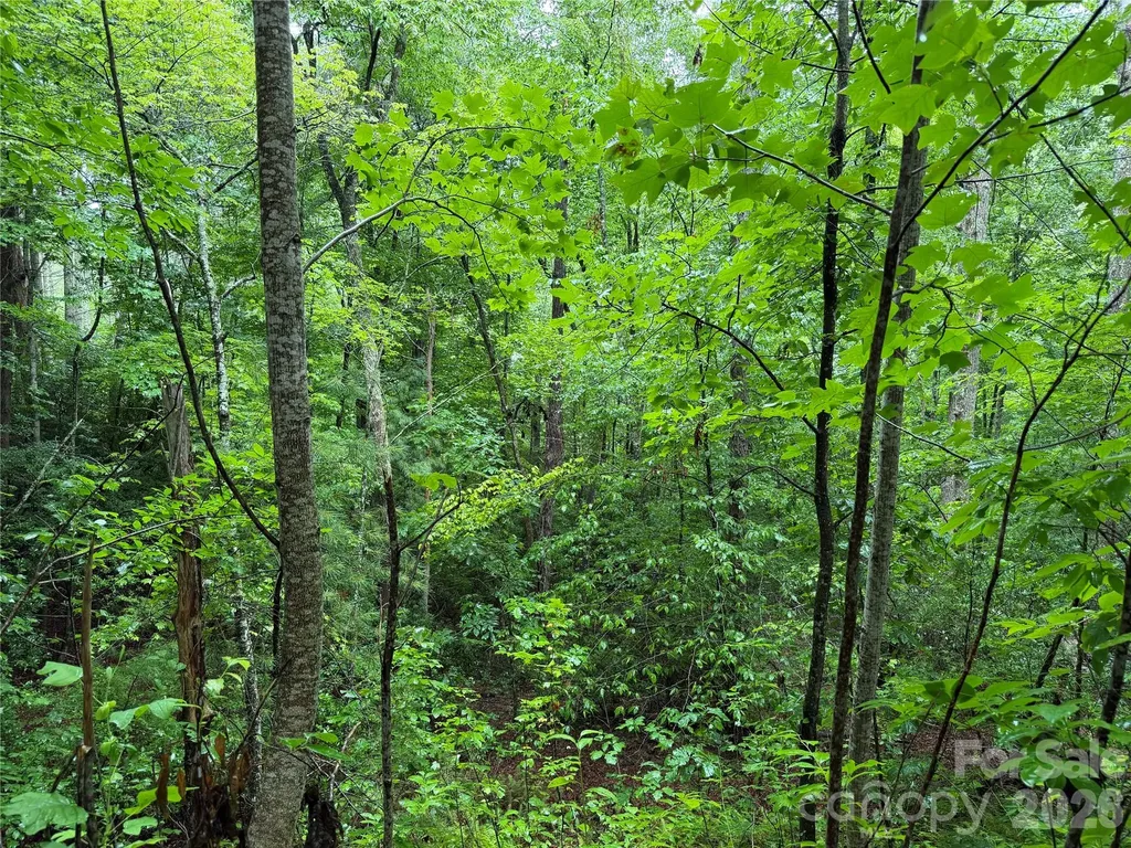 Off Donald Mccall Road Balsam Grove NC 28708
