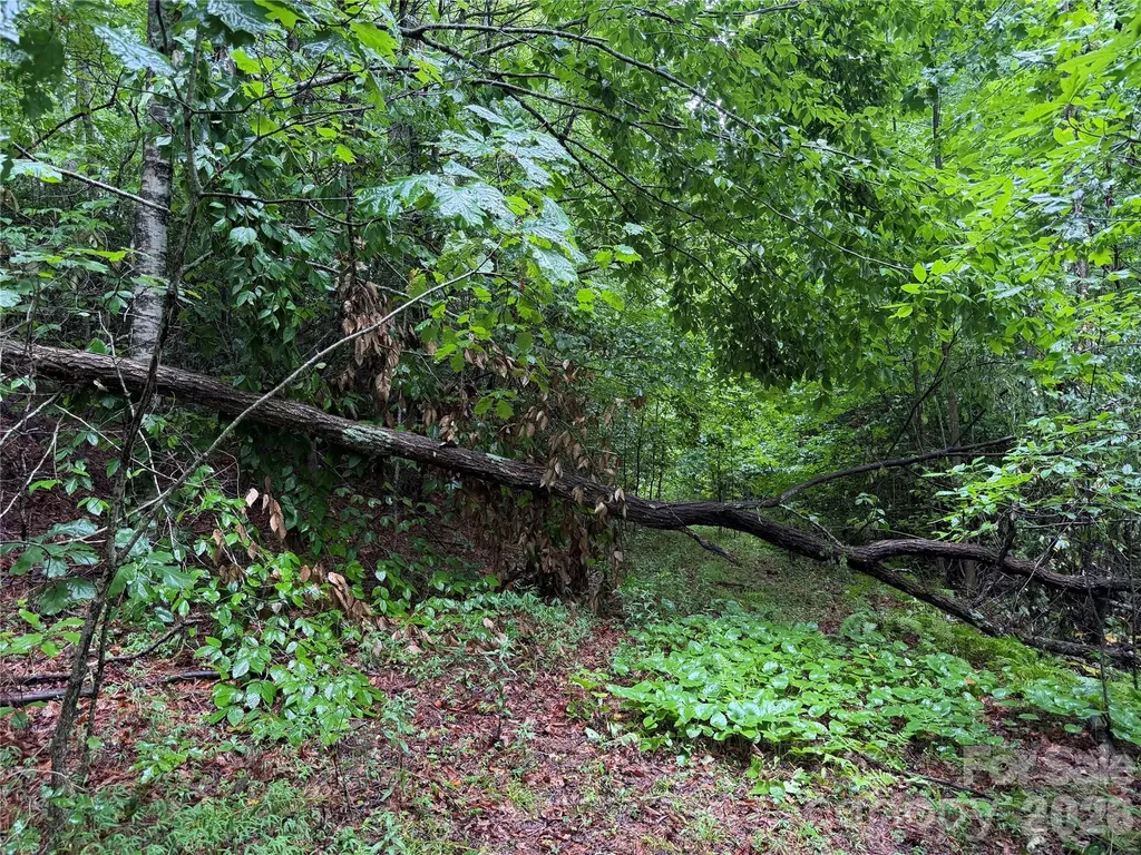 Off Donald Mccall Road Balsam Grove NC 28708