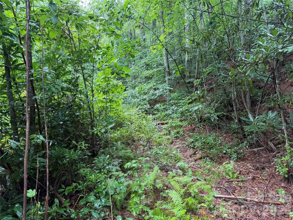 Off Donald Mccall Road Balsam Grove NC 28708