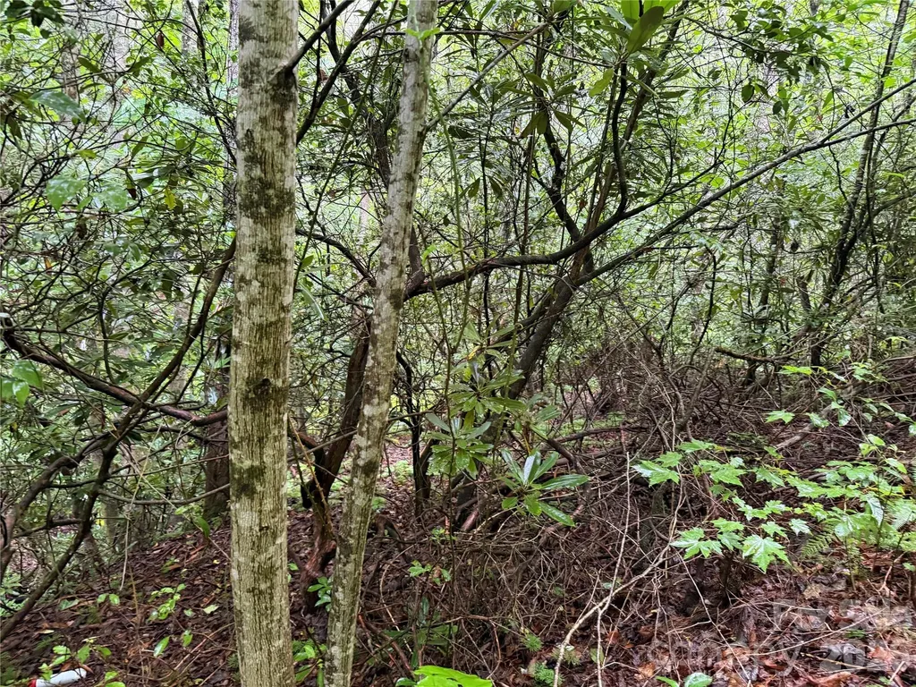 Off Donald Mccall Road Balsam Grove NC 28708