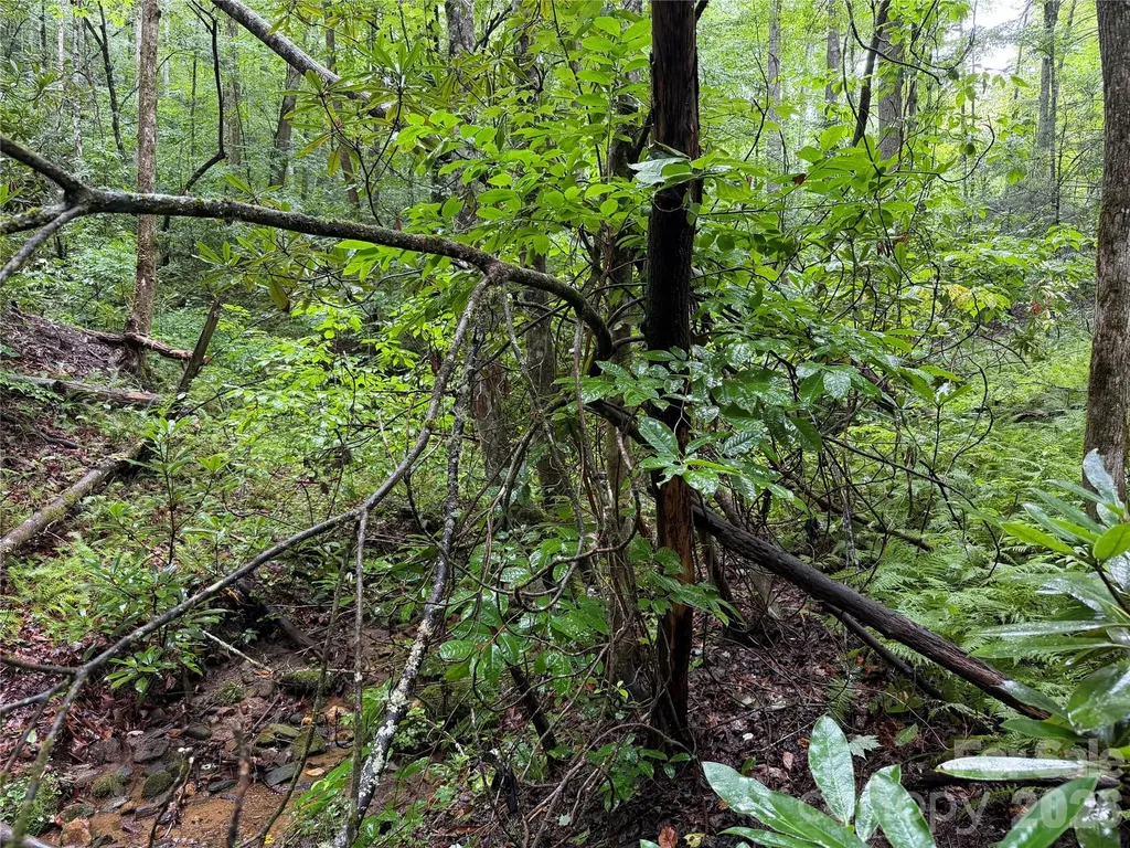 Off Donald Mccall Road Balsam Grove NC 28708