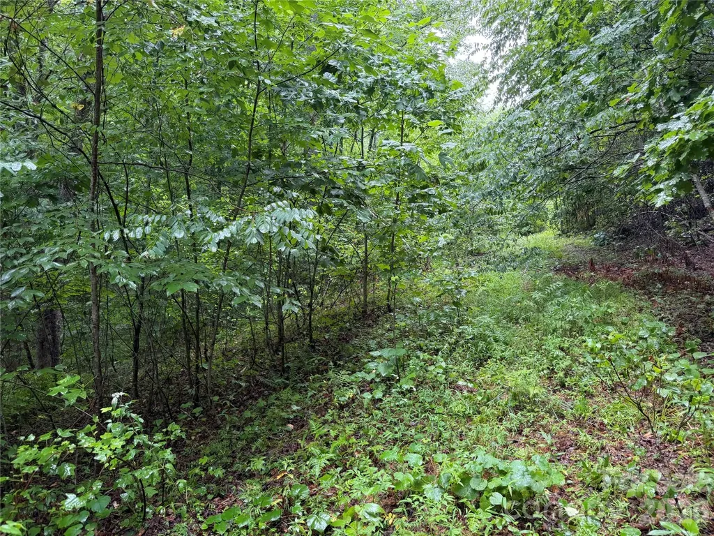 Off Donald Mccall Road Balsam Grove NC 28708